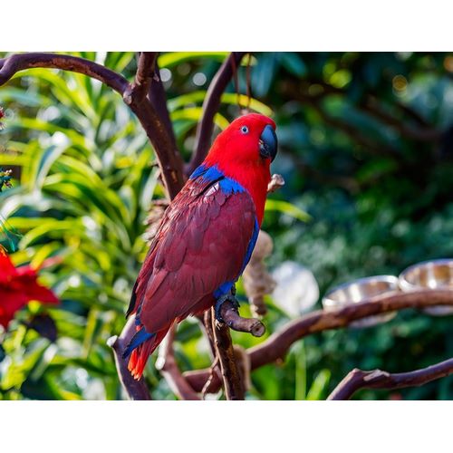 Red blue Female Eclectus Parrot close-up Native to Solomon Islands-New Guinea